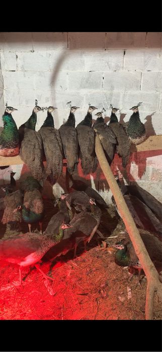 Павлины не дорого