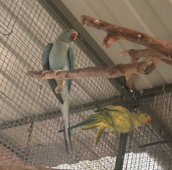 Pereche micul alexandru violet si pied