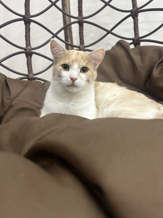 Кот котенок кот кот