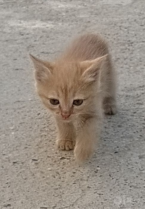 Kichkina uy mushukchasi