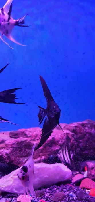 Vueliviy skalarila sotiladi yoki severumlaga abmen