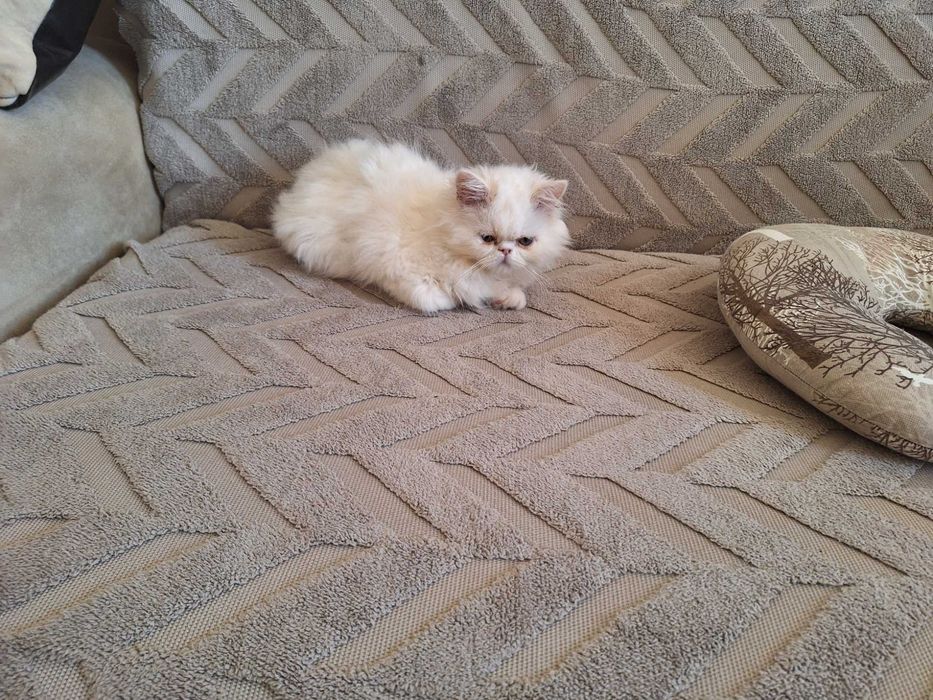 Персийски котенца