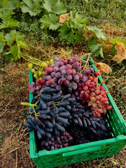 Vita de vie de masă la ghiveci anul 3