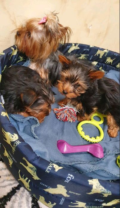 мини йоркширски териер