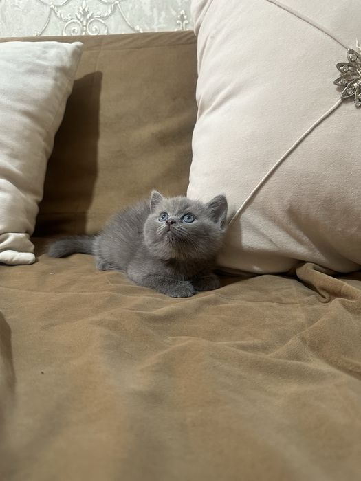Шатландские котята