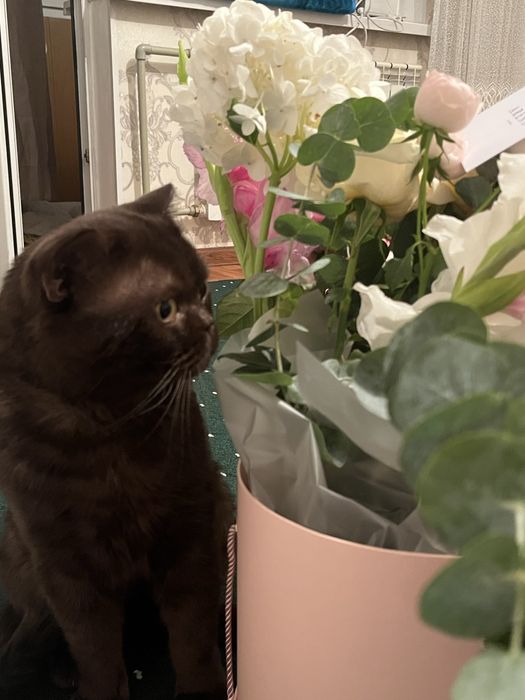 Ищем кошечку для вязки нашему коту