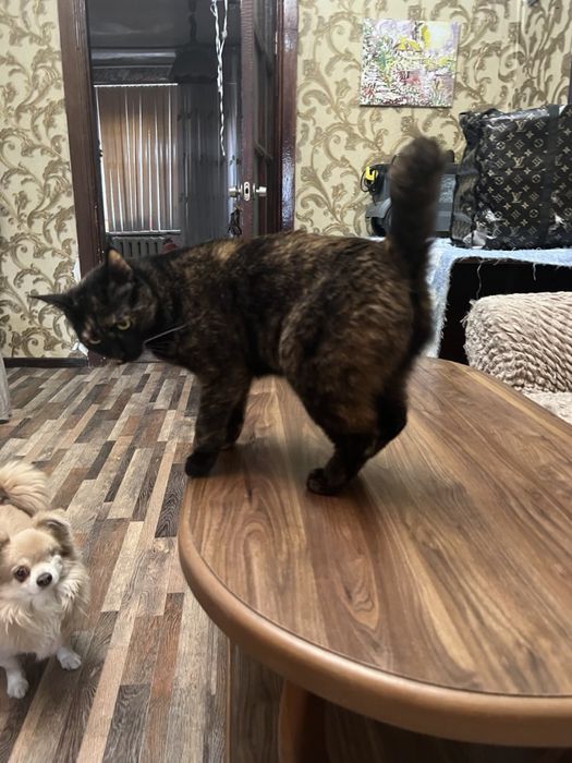 Отадим кошку остались без хозяйки