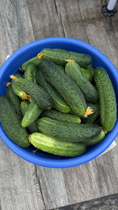 Продам домашние огурчики