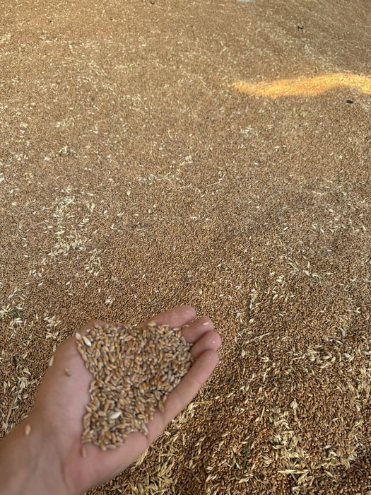 Продавам пшеница реколта 2025