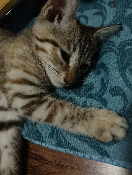 Отдают котенка БЕМПЛАТНО в хорошие руки