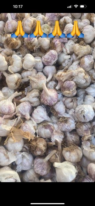 Usturoi de vânzare pus în pământ și consum