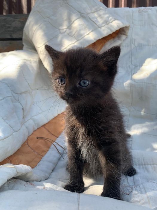Котята с доставкой бесплатно