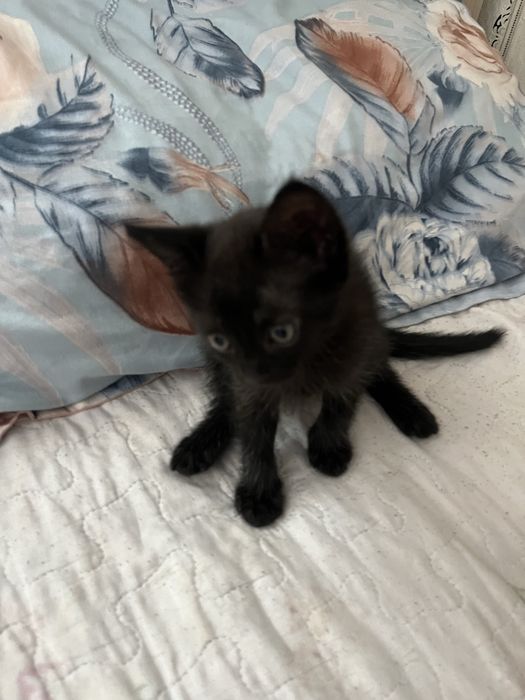 Котята  2  месец