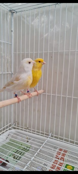 Канарейки ( кэнар )