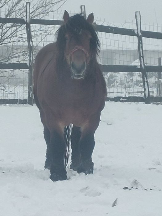 Vand armasar murg de 4 ani