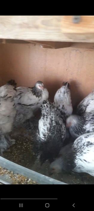 Svetli puh tomni pul jojalari sotladi