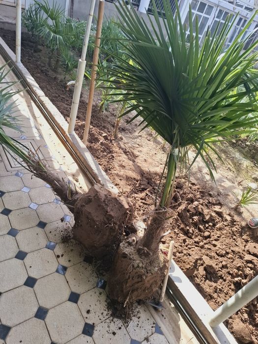 Трйохкорпус   палма кўчатлари 50 минг сўмдан 120 минг сўмгача