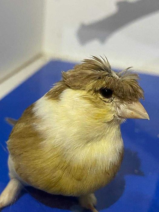 кенор певчий-лучший подарок