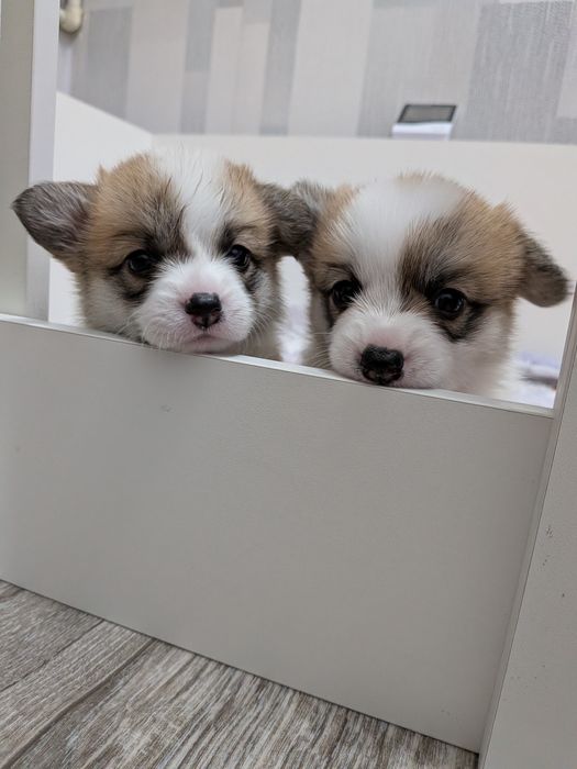 Открыта бронь на щенков корги