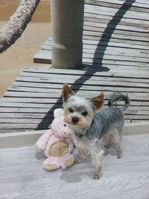 Мини йорк ищет невесту