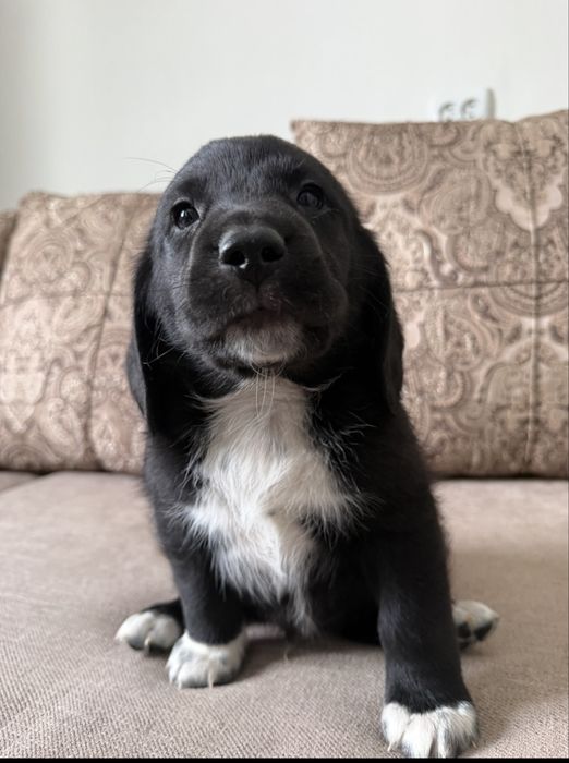 Щенок мальчик, помесь бигля, бесплатно