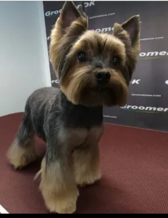 Крошечная, кукольная девочка йорка