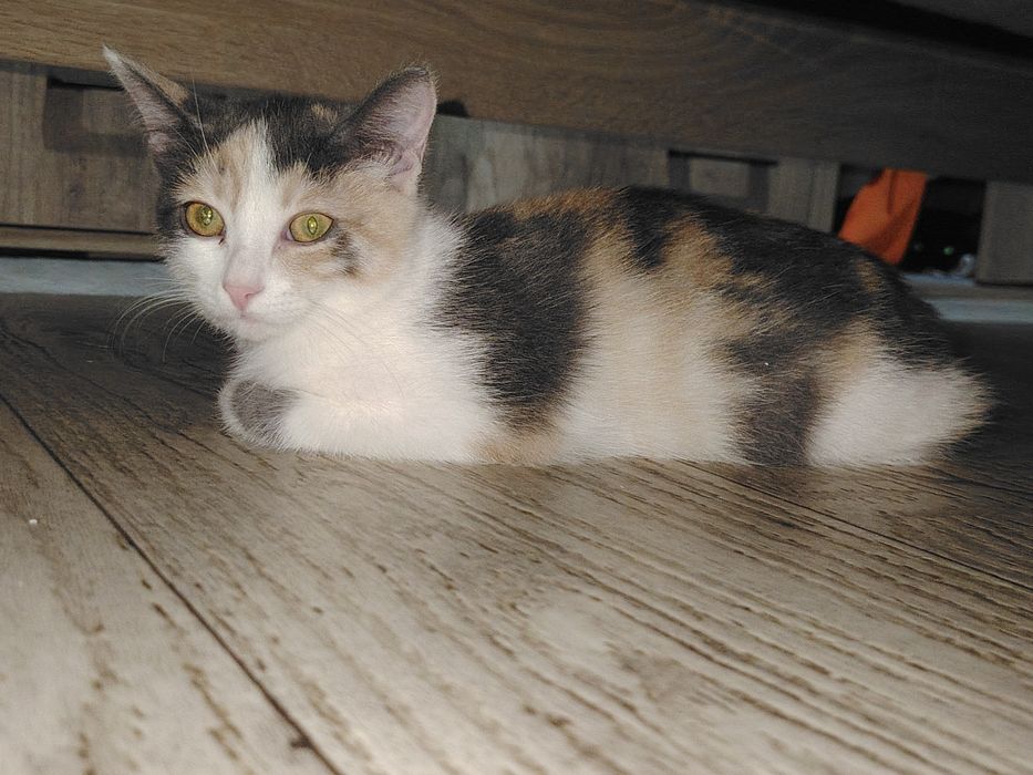 Отдам красивого котёнка (девочка)