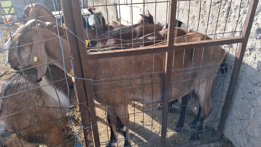 Vand capre anglonubiene