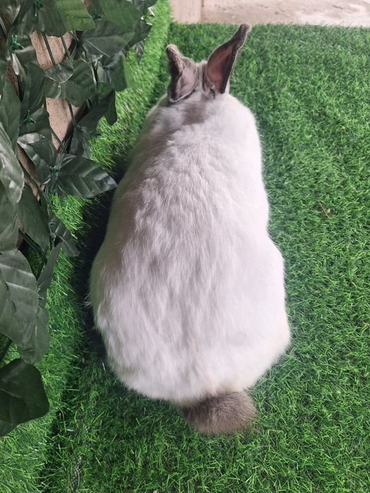 Самка евро Калифорния