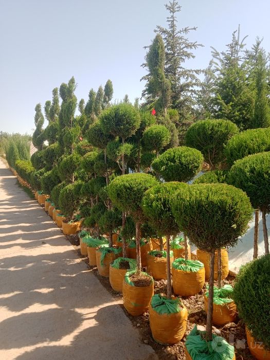 Gazon landshaft xizmati samarkand