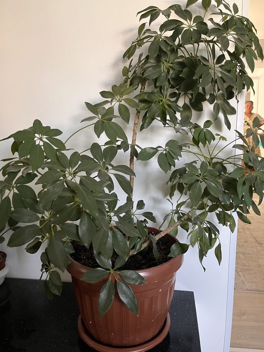 Продается домашние комнатные цветы