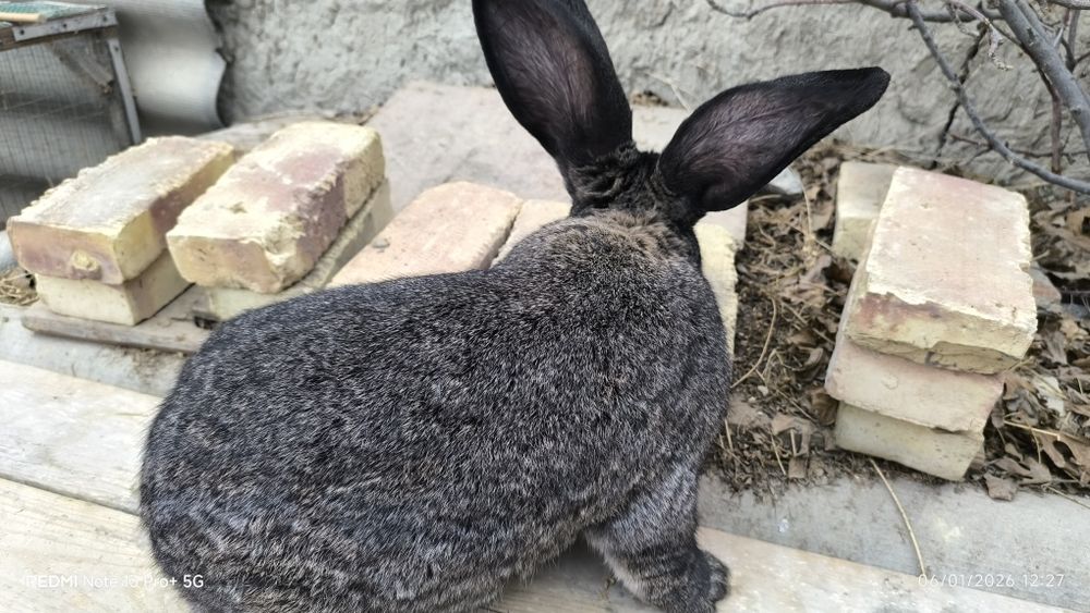 Flandr quyon bolalari sotiladi