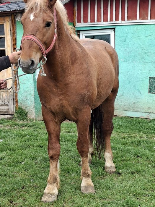 Vând manz de 3 ani in vara
