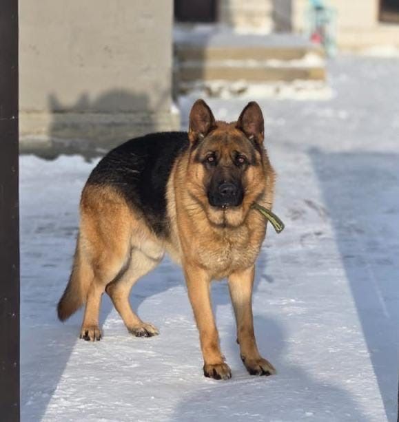 Вязка немецкой овчарки