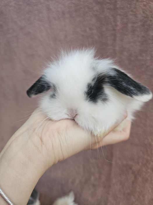 Iepuri  Mini lop - de companie