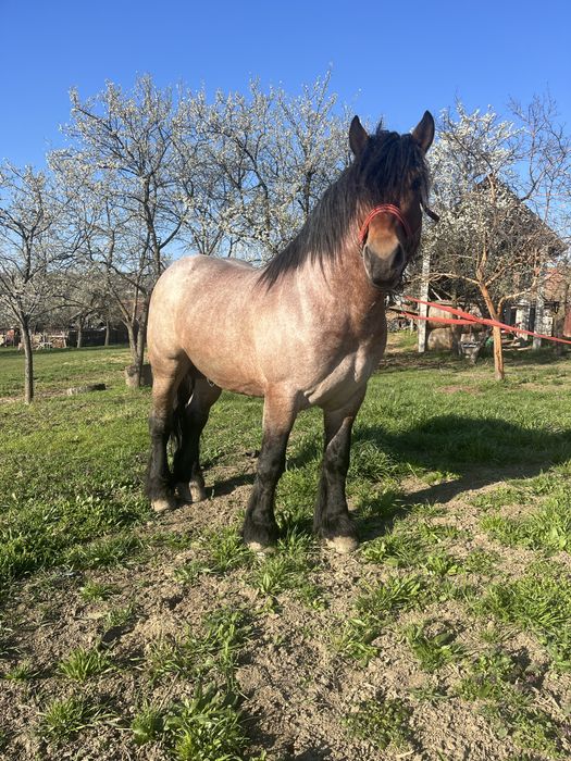 Armasar pentru monta