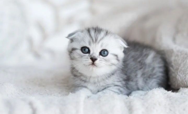 Шотланские котята