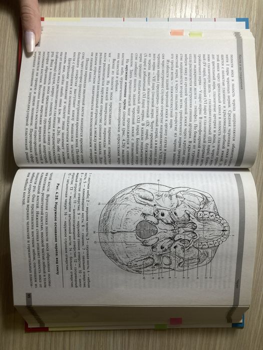 Учебное пособие «Анатомия и Физиология человека» Р.П. Самусев