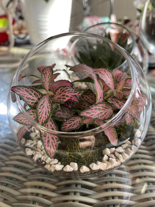 Terarii cu Plante Suculente