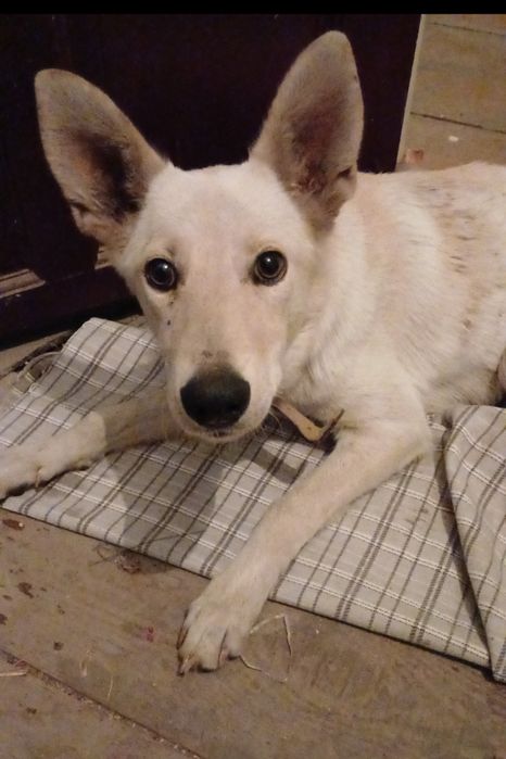 Пристраивается собачка