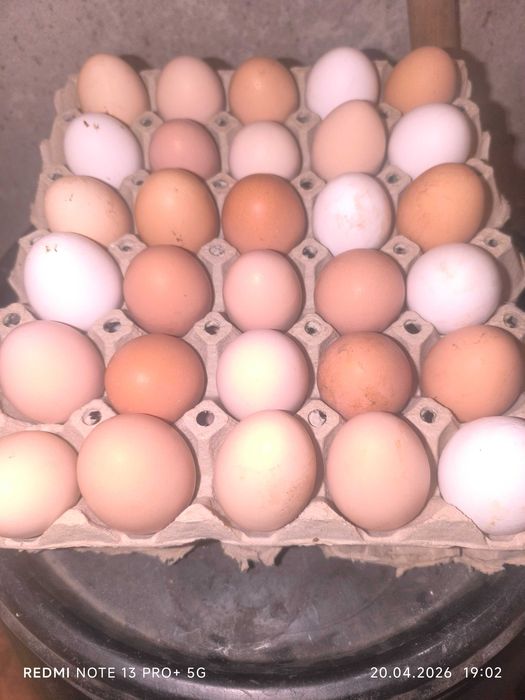 Домашни яйца от свободни кокошки