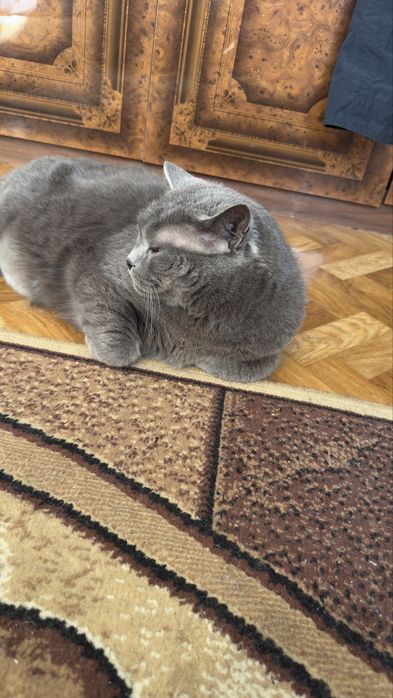 Отдаю кота в добрые руки