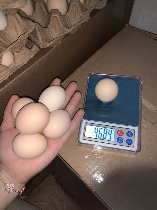 Инкубационные яйц бройлер Росс-308