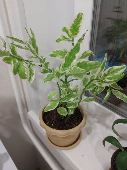 Цветок педилантус.