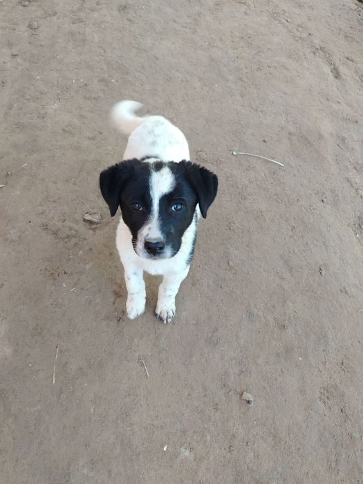 Отдам в хорошие добрые руки