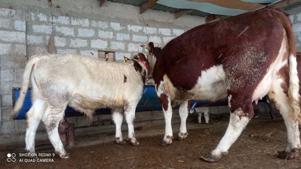 ONA BILA sigir sotiladi