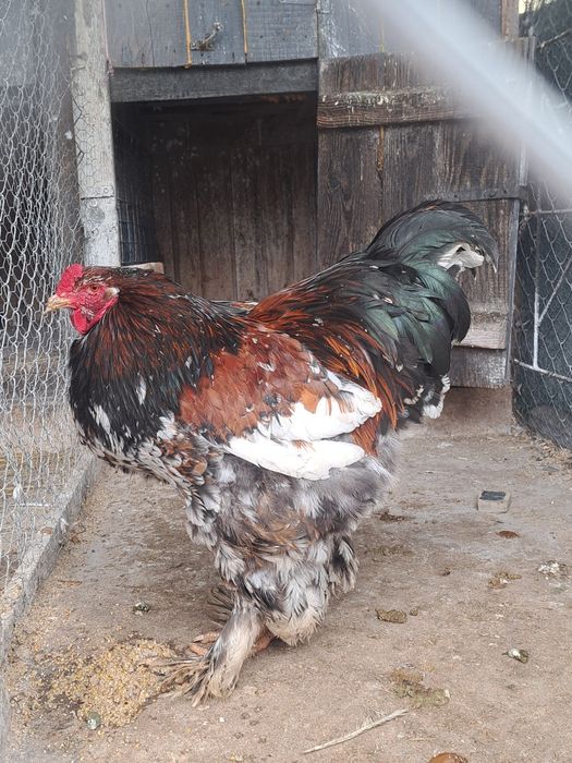 vând sau schimb cocoși brahma