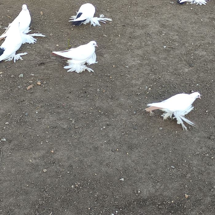 Голуби домашние персы
