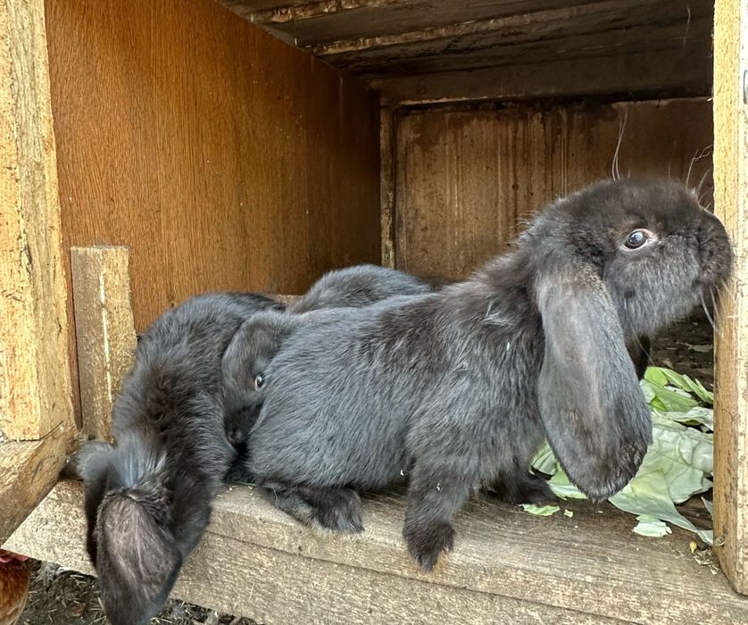 Vând iepuri berbec german