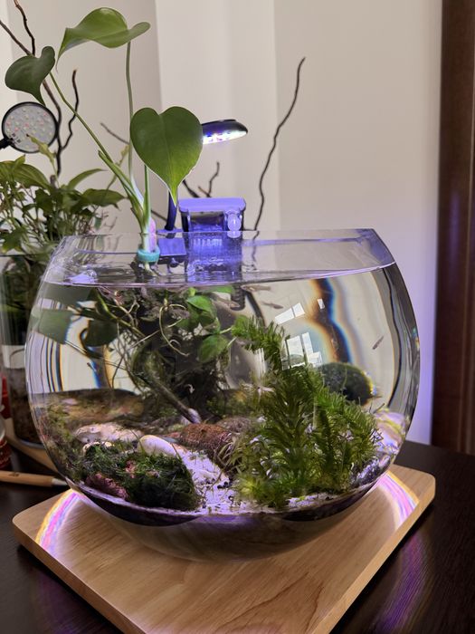 Продавам малки гупи Ендлер (Endler Guppy)